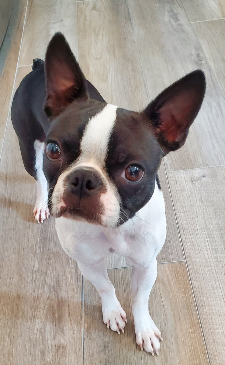 French Bulldog Bag Charm – Punk Dog Keychain for Handbags & Accessories | Cute Cartoon Style Bag Pendant | d.internoscia - dinternoscia